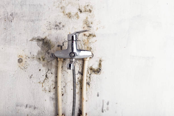 Best HVAC Mold Remediation in Naples, TX