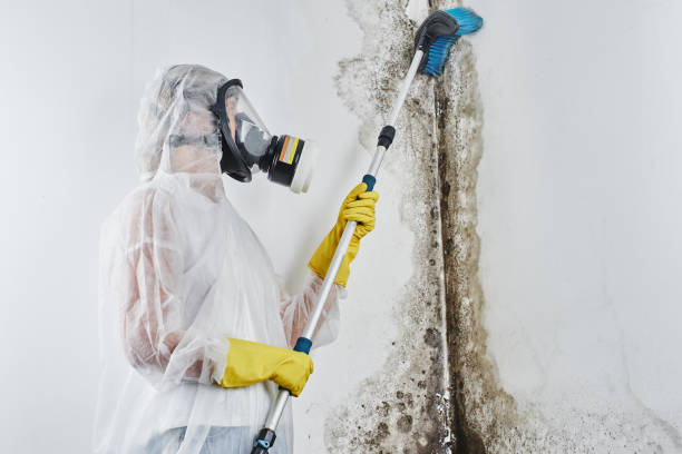 Best Residential Mold Remediation in Naples, TX