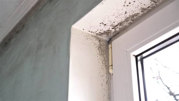 Best White Mold Remediation in Naples, TX
