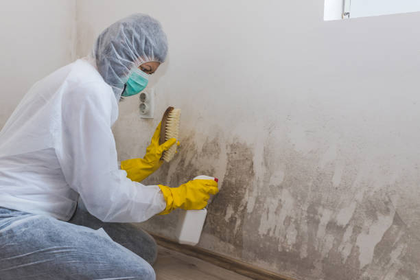Best Attic Mold Remediation in Naples, TX
