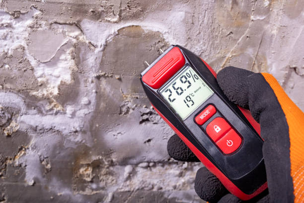 Best Insurance-Related Mold Remediation in Naples, TX