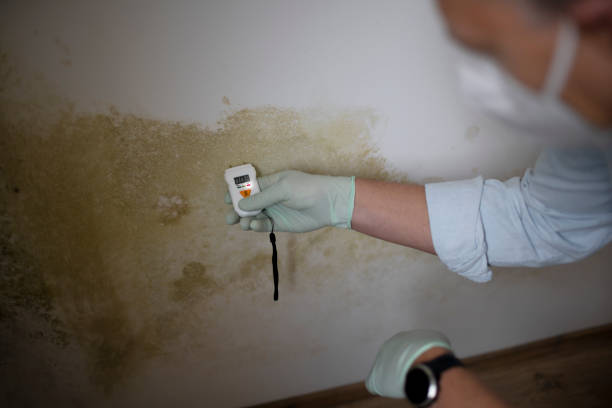 Best Basement Mold Remediation in Naples, TX