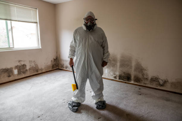 Professional Mold Remediation in Naples, TX