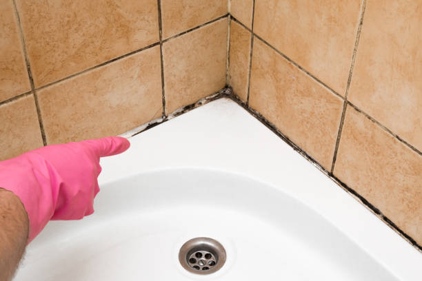 Best Emergency Mold Remediation in Naples, TX
